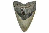 Fossil Megalodon Tooth - North Carolina #349353-1